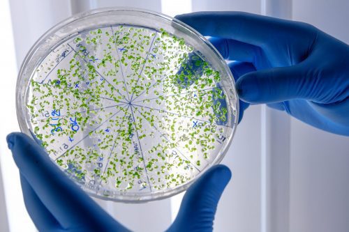 laboratory worker examining green substance petri dish while conducting coronavirus research scaled