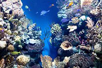 underwater world with corals tropical fish